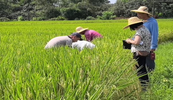 易配资 总产、单产均创三年来新高！ 茂名早稻迎来丰收